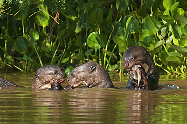 Giant river otters (pteronura brasiliensis) eat fish along the cuiba river in the pantanal, Brazil