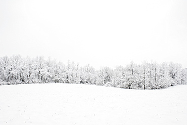 A line of trees on the edge of a field covered with snow, Ohio, united states of america