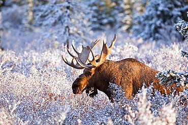 Moose (alces alces) bull feeding on dwarf birch (betula nana), lit up by morning light after first snow of autumn, denali national park, Alaska, united states of america