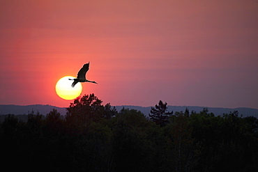 Canada goose (branta canadensis) flying through a sunset, Thunder bay, ontario, canada