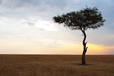 A lone tree on the maasai mara national reserve landscape at sunset, Maasai mara kenya