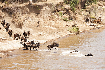 Migration of the wildebeest in the maasai mara national reserve, Maasai mara kenya