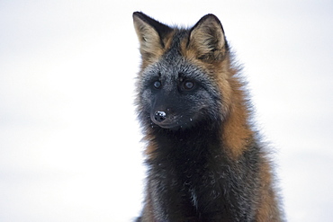 Cross fox (vulpes vulpes), Churchill manitoba canada