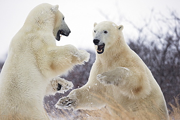 Polar bears (ursus maritimus) play fighting along the shores of hudson's bay, Churchill manitoba canada