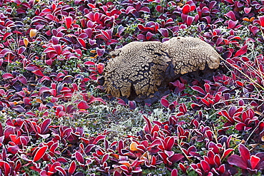 A large oddly shaped mushroom surrounded by bear berry plants on a very frosty morning along the dempster highway, Yukon canada