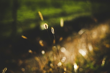 Isolated blade of grass in late afternoon light, Maricourt quebec canada