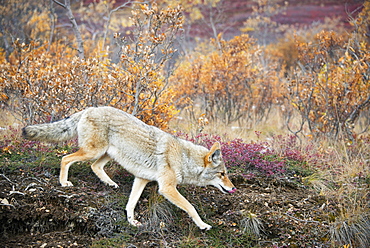 Coyote (canis latrans) hunts in autumn colors in denali national park, Alaska united states of america