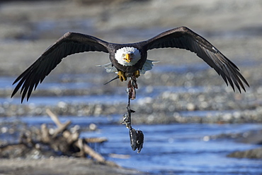 Bald eagle (haliaeetus leucocephalus) carrying an eaten salmon, Alaska united states of america