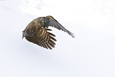 Great Gray Owl In Flight, Anchorage, Southcentral Alaska, Winter