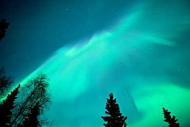 Northern Lights Over A Spruce Forest, Anchorage Alaska Usa