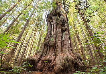 Canada's gnarliest tree a giant cedar tree in what is called avatar forest near port renfrew, Vancouver island british columbia canada