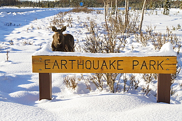 Moose By Earthquake Park Sign In West Anchorage, Southcentral Alaska, Winter