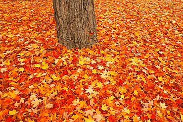 Red orange and yellow leaves blanket the ground around a tree trunk in autumn, Augusta maine united states of america