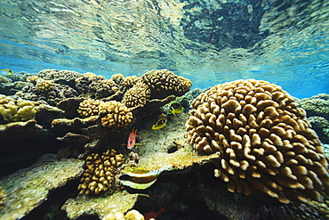 Shallow pristine coral reef, Fakarava island tuamotus group french polynesia south pacific