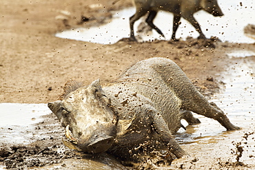 Warthogs (phacochoerus africanus) playing and splashing in mud at ngorongoro crater, Tanzania