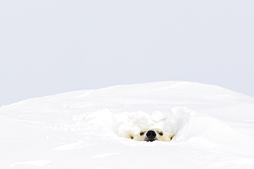 Polar bear (ursus maritimus) sticking it's head out of a den at wapusk national park, Manitoba canada