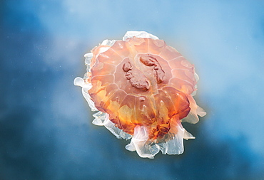 The lion's mane jellyfish (cyanea capillata) is the largest known species of jellyfish in the pacific ocean on coastal british columbia, British columbia canada