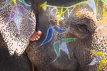 An Elephant's Face Trunk And Ears Decorated With Paint With A Barefoot Showing Under The Ear, Jaipur, Rajasthan, India