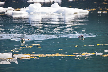 Sea Otters (Enhydra Lutris) Resting On Ice Bergs Floating In Barry Arm In Springtime, Prince William Sound, Chugach National Forest, Alaska, United States Of America