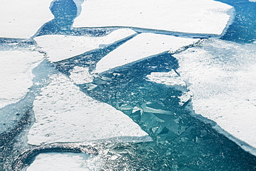 Ice Breaking Apart On The Surface Of Portage Lake In Springtime With Ice Crystals In The Water, Chugach National Forest, Portage, Alaska, United States Of America