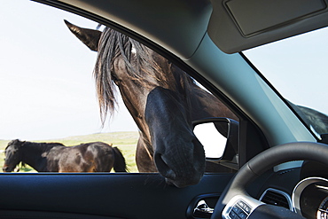 A Horse Puts It's Head Into An Open Car Window, Bonavista, Newfoundland And Labrador, Canada