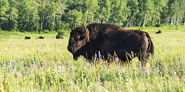 An American Bison (Bison Bison) Stands In A Grass Field In Riding Mountain National Park, Manitoba, Canada