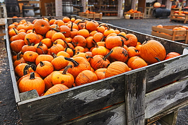 Pumpkins At A Pumpkin Farm, Eastern Townships, Quebec, Canada