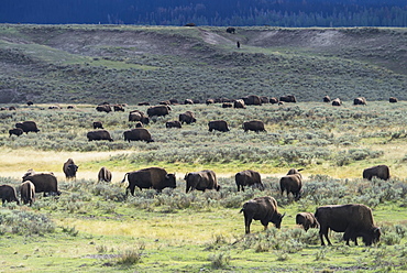 Bison, Yellowstone National Park, Wyoming, United States Of America