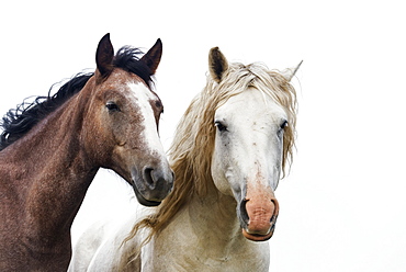 Wild Horses In Theodore Roosevelt National Park, North Dakota, United States Of America