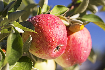 Close Up Of Apples Growing On A Tree Against A Deep Blue Sky, Calgary, Alberta, Canada