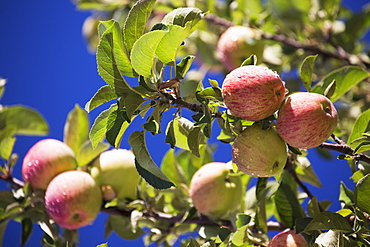 Apples Growing On A Tree Against A Deep Blue Sky, Calgary, Alberta, Canada