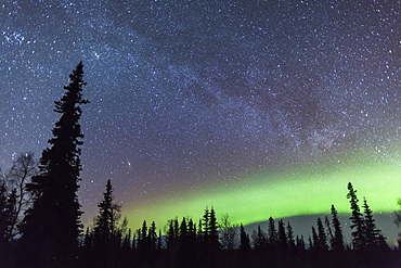 Northern Lights With Silhouetted Trees In The Foreground, Viewed From Petersville Road In Winter, Petersville, Alaska, United States Of America