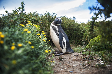 Magellanic Penguin (Spheniscus Magellanicus), Punta Arenas, Magallanes, Chile