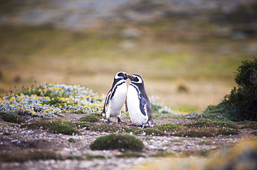 Magellanic Penguins (Spheniscus Magellanicus), Punta Arenas, Magallanes, Chile