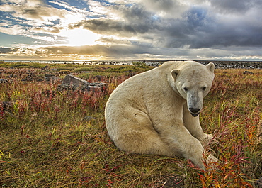 Polar Bear (Ursus Maritimus) Sitting In The Grass Along The Shorline Of Hudson Bay, Manitoba, Canada