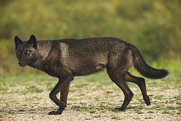 Black Wolf (Canis Lupus) Along The Coast Of Hudson Bay, Manitoba, Canada