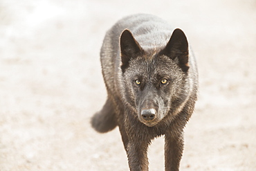 Black Wolf Along The Coast Of Hudson Bay, Manitoba, Canada