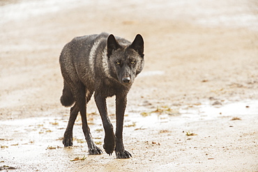 Black Wolf Along The Coast Of Hudson Bay, Manitoba, Canada