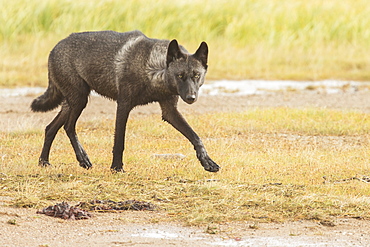 Black Wolf Along The Coast Of Hudson Bay, Manitoba, Canada