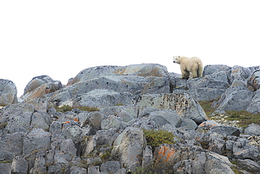 Polar Bear (Ursus Maritimus) Standing On The Smooth Rocks Along The Shores Of Hudson Bay, Manitoba, Canada