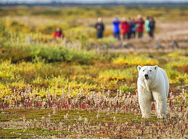 Polar Bear (Ursus Maritimus) Standing In Front Of A Group Of People Near Seal River Lodge On The Shore Of Hudson Bay, Manitoba, Canada