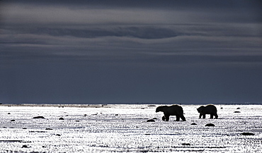 Adult Polar Bears (Ursus Maritimus) Walk On The Tidal Flats Of Southern Hudson Bay While A Storm Approaches, Manitoba, Canada