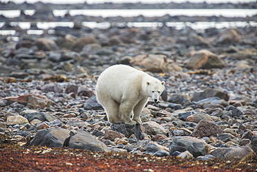 Polar Bear (Ursus Maritimus) Standing On A Rock Along The Shoreline Of Hudson Bay, Manitoba, Canada