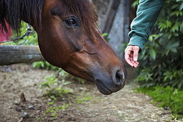 A Hand Reaching To Touch The Nose Of A Horse, Halibut Cove, Kachemak Bay, Kenai Peninsula, Alaska, United States Of America