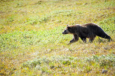 Grizzly Bear On The Tundra, Denali National Park, Southcentral, Alaska, Fall