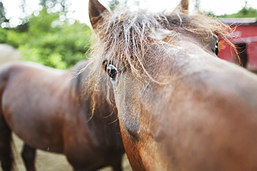 Close Up Of A Horse's Face, Halibut Cove, Kachemak Bay, Alaska, United States Of America