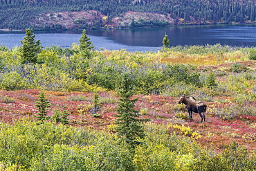 View Of A Cow Moose (Alces Alces) Near Wonder Lake In Colourful Fall Foliage, Denali National Park, Alaska, United States Of America