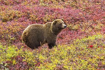 Close Up Of A Grizzly Bear (Ursus Arctos Horribilis) Standing In Colorful Red Blueberry Bushes In Autumn, Denali National Park, Alaska, United States Of America