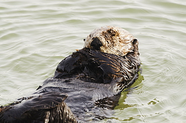 Sea Otter (Enhydra Lutris) Grooming Fur, Moss Landing, Monterey Bay, California, United States Of America