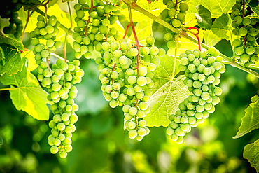 Green Grapes On A Vine, Northeast, Pennsylvania, United States Of America